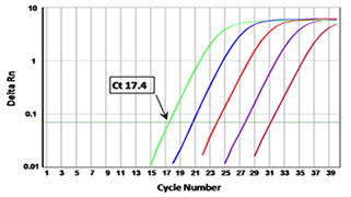 Accugen RPL13A Amplification curve 